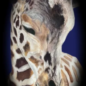 Adult Giraffe_Sally Clark