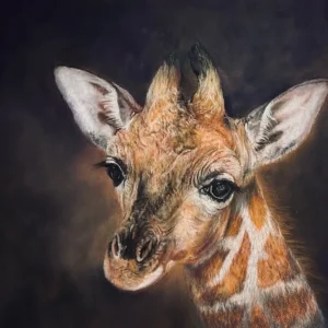 Baby Giraffe_Sally Clark