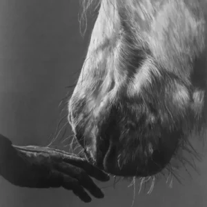 COULD I HAVE THIS DANCE_Sally Clark