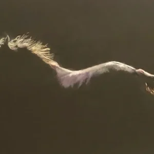 HORSE IN THE MOONLIGHT_Sally Clark