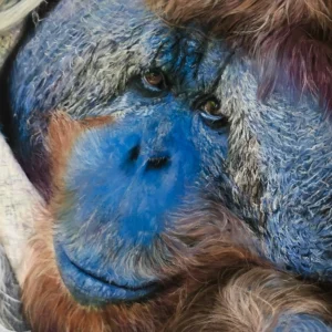 ELEANOR'S EYES_Sally Clark