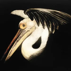 MR. MIYAGI_Sally Clark