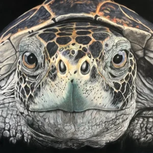 TIMELESS GAZE_Sally Clark