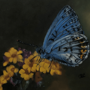 Butterfly On Yellow Azalea copy