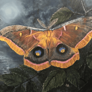 Midnight Moth
