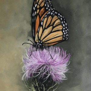 Monarch On Pink Thistle copy