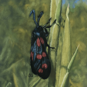 Moth on Corn